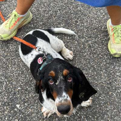 Hundetreffen-Basset Hound Spaziergang-Bild