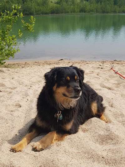 Die Dogorama Kalender Challenge 4/4-Beitrag-Bild