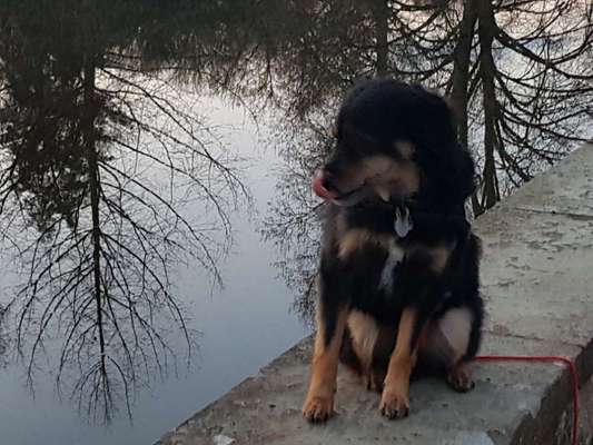 Dogorama-Monats-Challenge-Mai "Wasser"-Beitrag-Bild