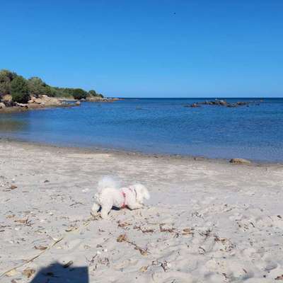 Sardinien mit Hund: Karibik-Traum oder Urlaubs-Enttäuschung? 🌊🐾-Beitrag-Bild