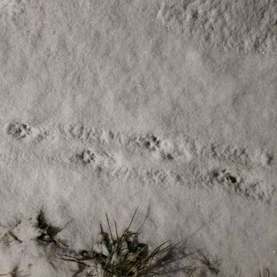 Gangbild/-analyse-Beitrag-Bild