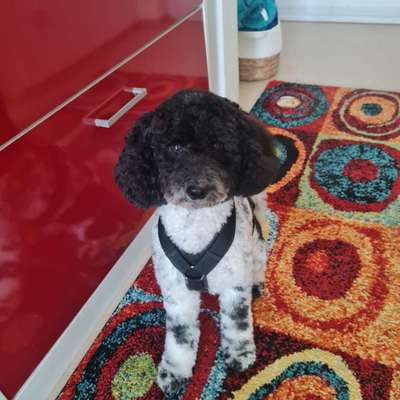 Alles rund um den Pudel-Beitrag-Bild