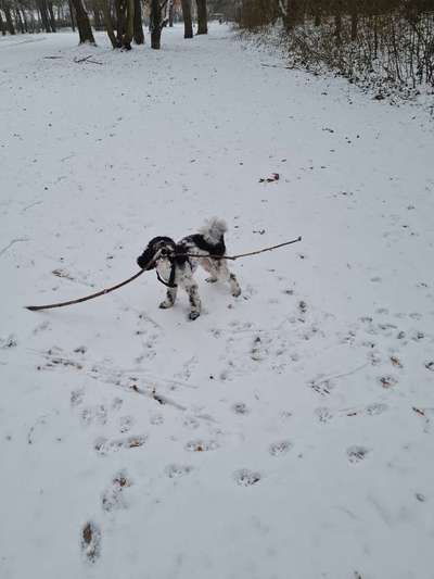 Dogorama Photo Challenge - Winterstimmung-Beitrag-Bild