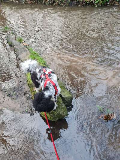 Alles rund um den Pudel-Beitrag-Bild