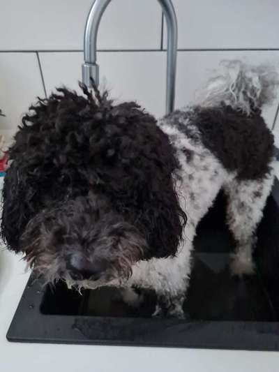 Alles rund um den Pudel-Beitrag-Bild