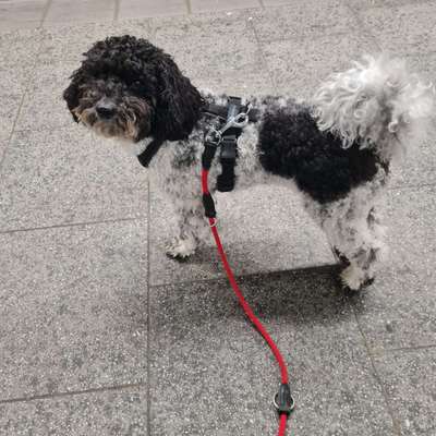 Alles rund um den Pudel-Beitrag-Bild