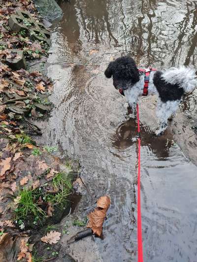 Alles rund um den Pudel-Beitrag-Bild