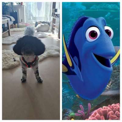 Wie heißt dein Hund?-Beitrag-Bild