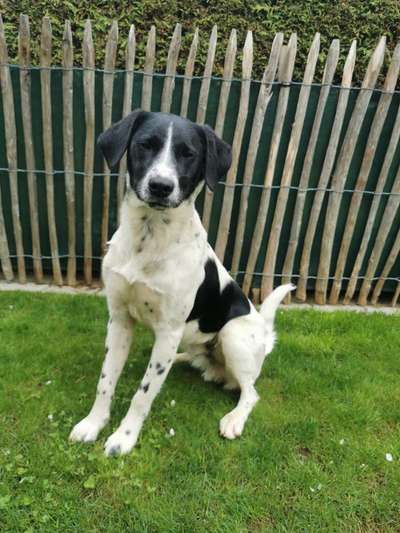 Suche Infos über die Vergangenheit dieses Hundes-Beitrag-Bild