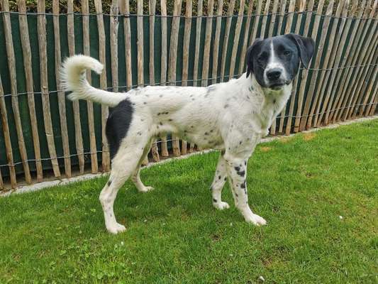 Suche Infos über die Vergangenheit dieses Hundes-Beitrag-Bild