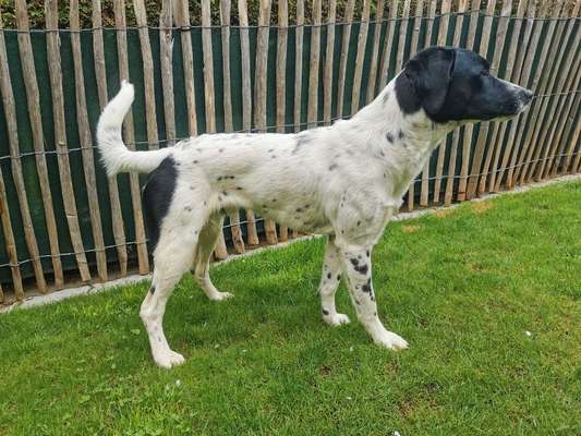 Suche Infos über die Vergangenheit dieses Hundes-Beitrag-Bild