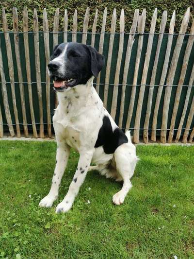 Suche Infos über die Vergangenheit dieses Hundes-Beitrag-Bild