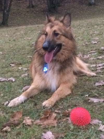 Die Dogorama Kalender Challenge Teil 1/4-Beitrag-Bild