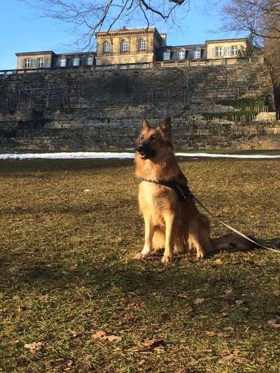 Die Dogorama Monats Challenge "Es grünt und blüht"-Beitrag-Bild