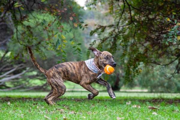 Dogorama Photo Challenge - Märchenwald-Beitrag-Bild