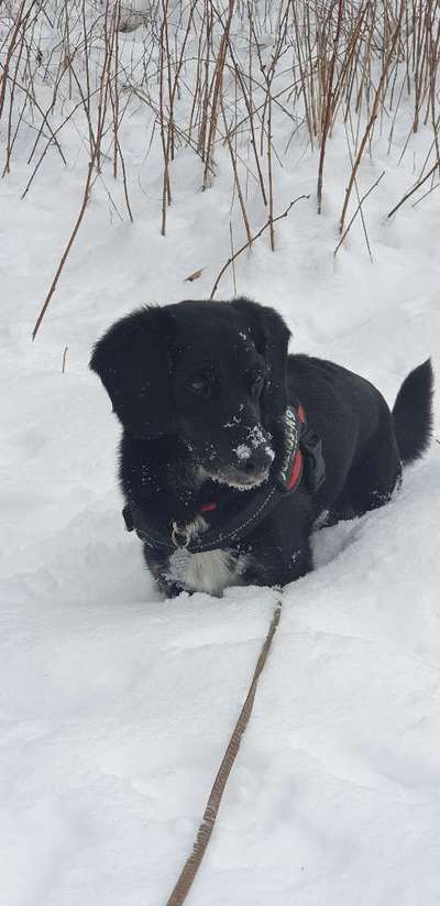 Dogorama Photo Challenge - Winterstimmung-Beitrag-Bild