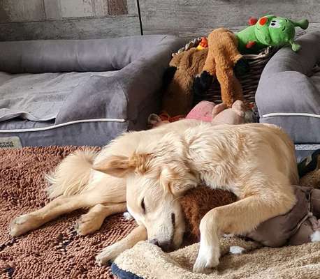 Zeigt mir die lustigsten Schlafpositionen eurer Fellnasen-Beitrag-Bild