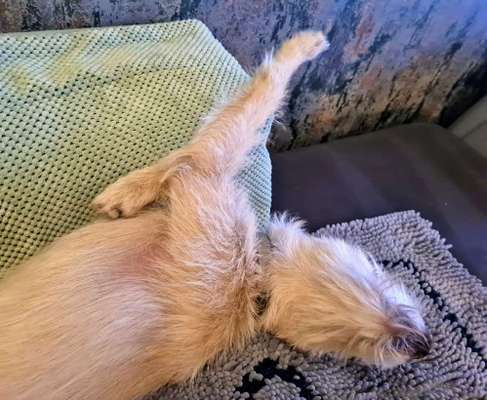 Zeigt mir die lustigsten Schlafpositionen eurer Fellnasen-Beitrag-Bild