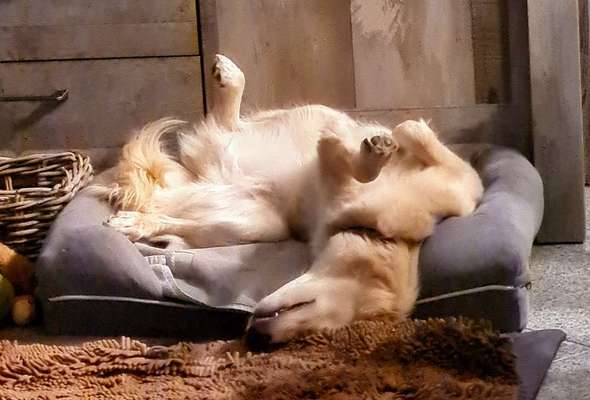 Zeigt mir die lustigsten Schlafpositionen eurer Fellnasen-Beitrag-Bild