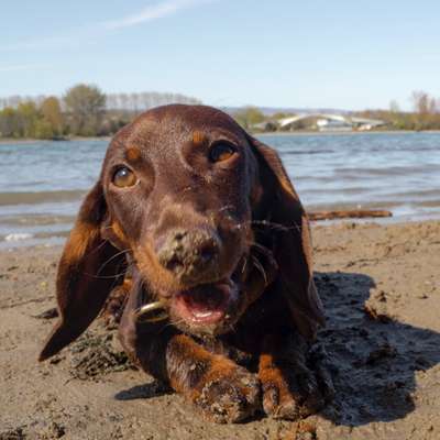 Hundetreffen-Welpentreffen Wiese am Gonsbach-Bild