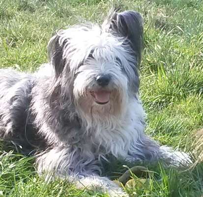 Mischlinge raten - Rätselspaß-Beitrag-Bild