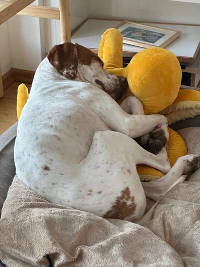 Pointerliebhaber-Beitrag-Bild