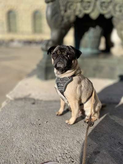 Hundetreffen-Wöchentlich Gassi gehen-Bild