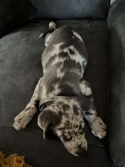 Seltene Rassen!-Beitrag-Bild