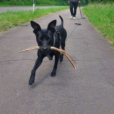Hundetreffen-Hundefreunde zum Spielen gesucht-Bild