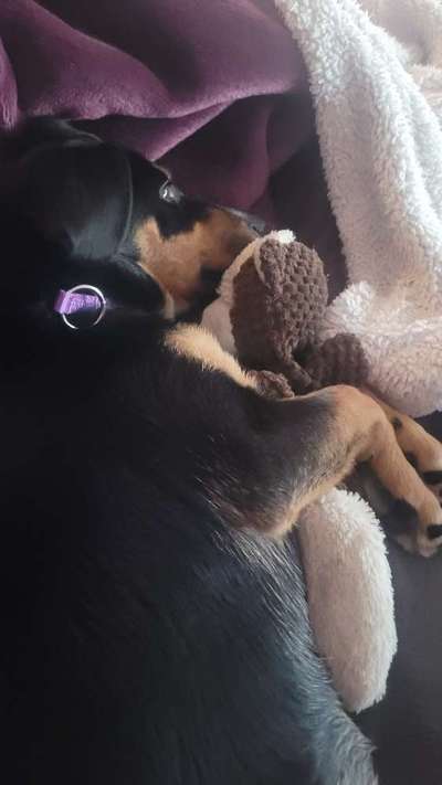 Euer Hund und sein Lieblingskuscheltier-Beitrag-Bild