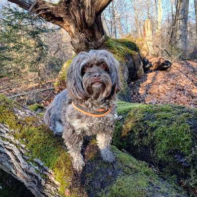 Hundetreffen-Gassirunde