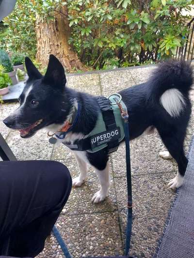 Mischlinge raten - Rätselspaß-Beitrag-Bild