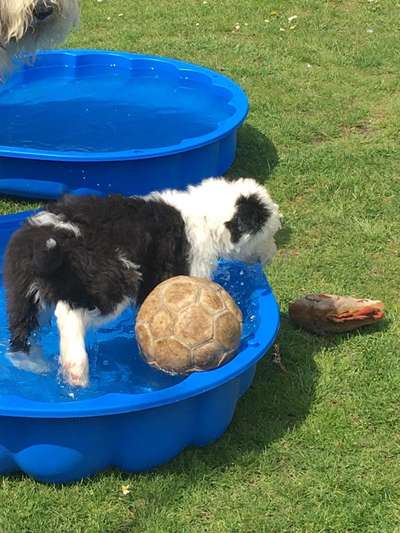 Dogorama-Monats-Challenge-Mai "Wasser"-Beitrag-Bild