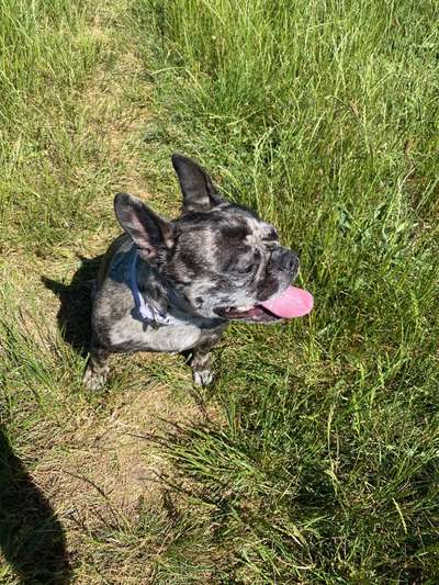 Hundetreffen-Gassi oder Spielrunden :)-Bild