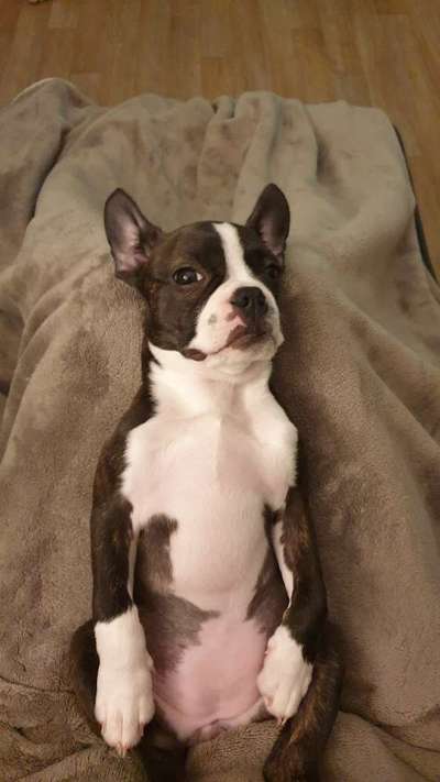 Hundetreffen-Welpentreff-Bild