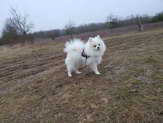 Hundetreffen-Gassirunde-Bild