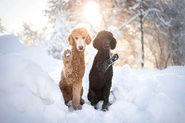 Hundetreffen-Gemeine Gassirunde-Bild