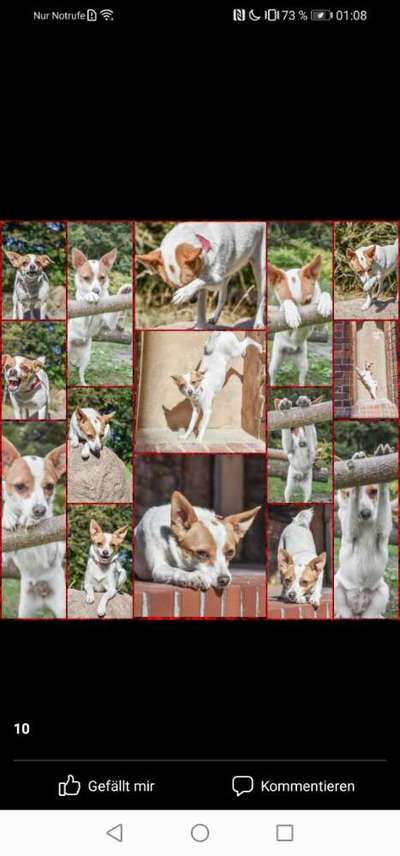 Dogorama Blog Challenge: Hundetricks-Beitrag-Bild