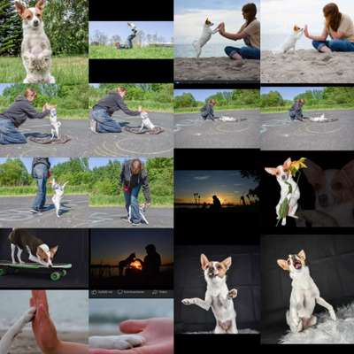 Dogorama Blog Challenge: Hundetricks-Beitrag-Bild