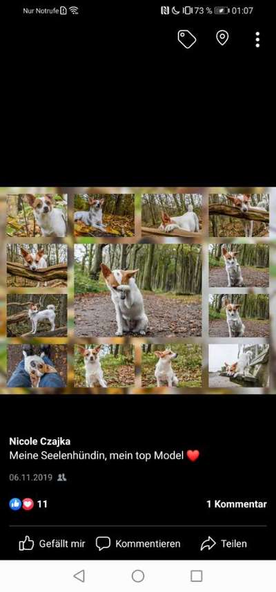 Dogorama Blog Challenge: Hundetricks-Beitrag-Bild