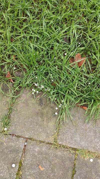Giftköder-Weiße Tabletten im Gras-Bild
