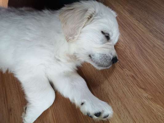 Als Welpen sind sie alle noch süßer-Beitrag-Bild