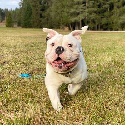 Hundetreffen-Suche Hundefreunde für spielen/ Gassi gehen :)-Bild