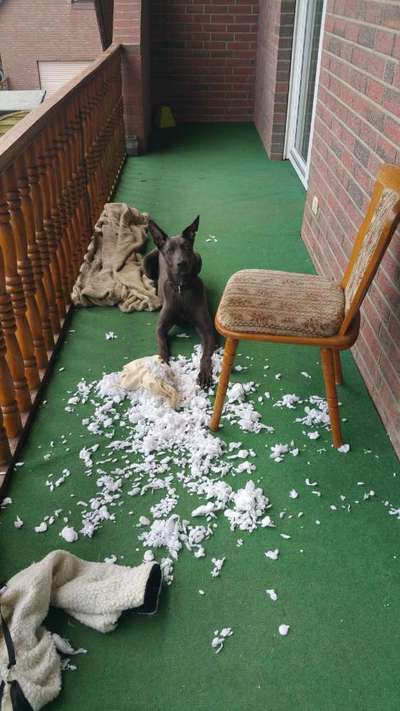 Welpen Bilder !-Beitrag-Bild