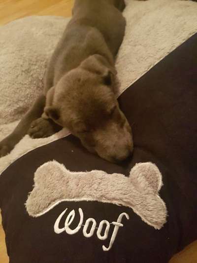 Welpen Bilder !-Beitrag-Bild