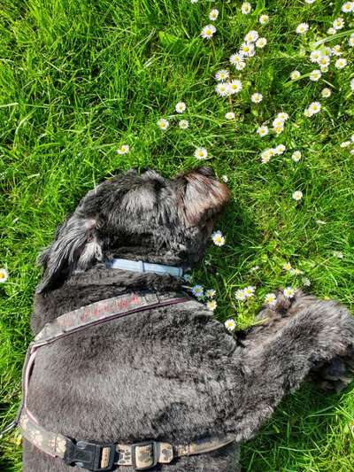 Die Dogorama Monats Challenge "Es grünt und blüht"-Beitrag-Bild