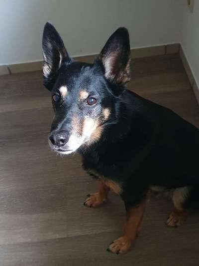 Auslandstierschutz-Beitrag-Bild