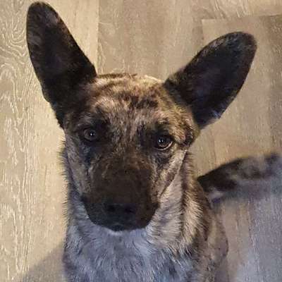 Auslandstierschutz-Beitrag-Bild