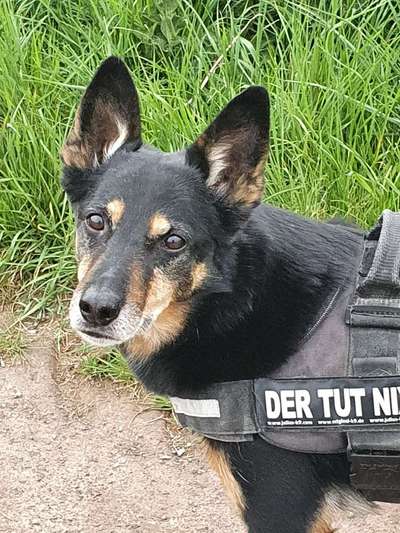 Auslandstierschutz-Beitrag-Bild