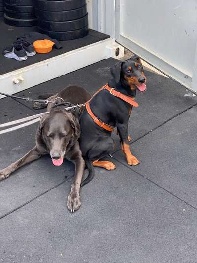 Bester Freund, Hundekumpel - zeigt her!-Beitrag-Bild